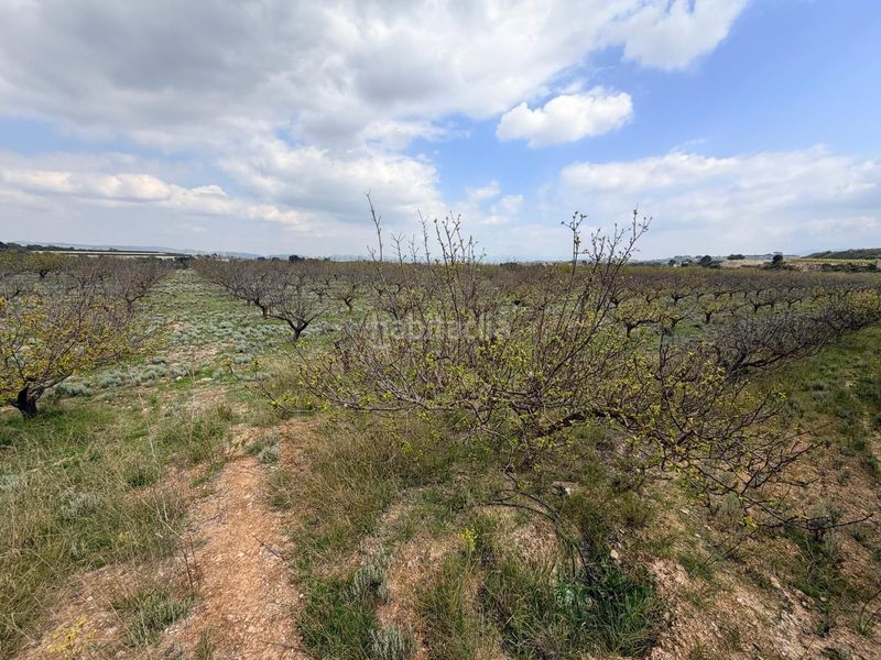 Foto d821d7d3-278f-4223-8644-d7c0710f68a8. Finca rústica a Albaida