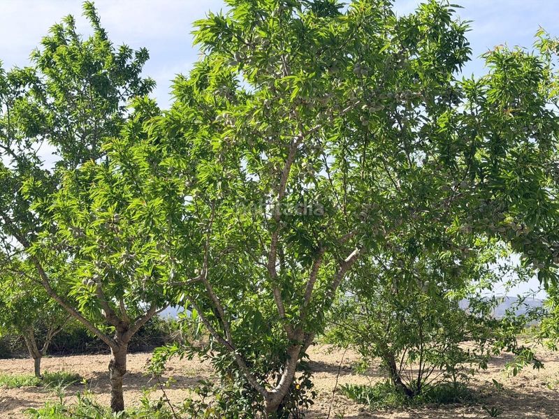 Foto edf1b386-02d1-45fb-bfa6-6c782cac15b0. Finca rústica a Bèlgida
