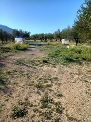 Finca rústica a Quatretonda. Parcela rústica de 10.672 m2 con olivos en producción  quatreton
