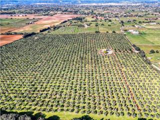 Masia  Diseminado pol.3. Negocio de aceite de oliva más vacacional