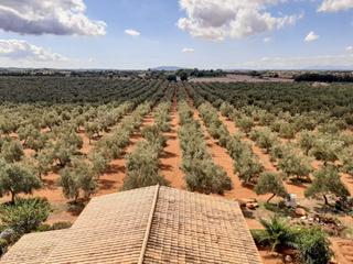 Geschäftsraum  Diseminado pol.3. Tu negocio de aceite de oliva