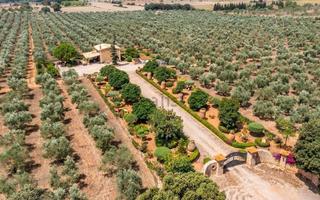 Local Comercial  Diseminado pol.3. Tu negocio de aceite de oliva