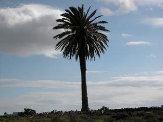Residential Plot in Máguez