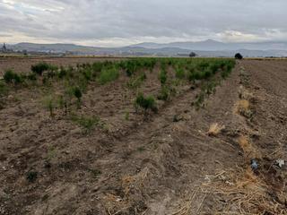 Finca rústica a Huétor Tájar. Parcela en el soto