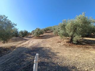 Finca rústica a Huétor Tájar. Dos fanegas y media de olivos