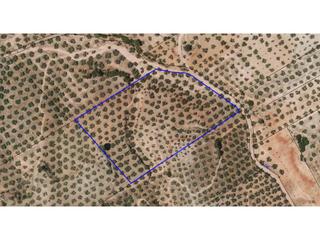 Finca rústica a Barranco del lobo 228. Parcela de olivos en salar