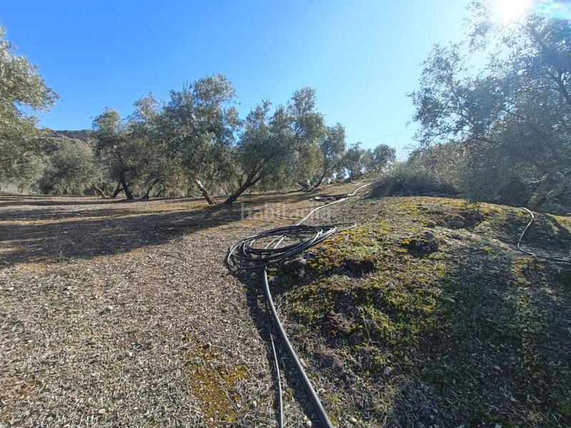 Foto 8a6c8730-fe7c-4007-b5a7-8ee6e9e3083f. Finca rústica a Moraleda de Zafayona