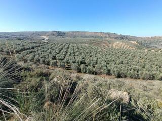 Propriété à Moraleda de Zafayona. Finca de olivos de regadio con pozo