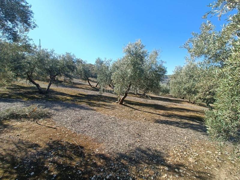 Foto dccb9ec5-1e00-47e7-86fb-6f63e5c9184a. Finca rústica a Moraleda de Zafayona