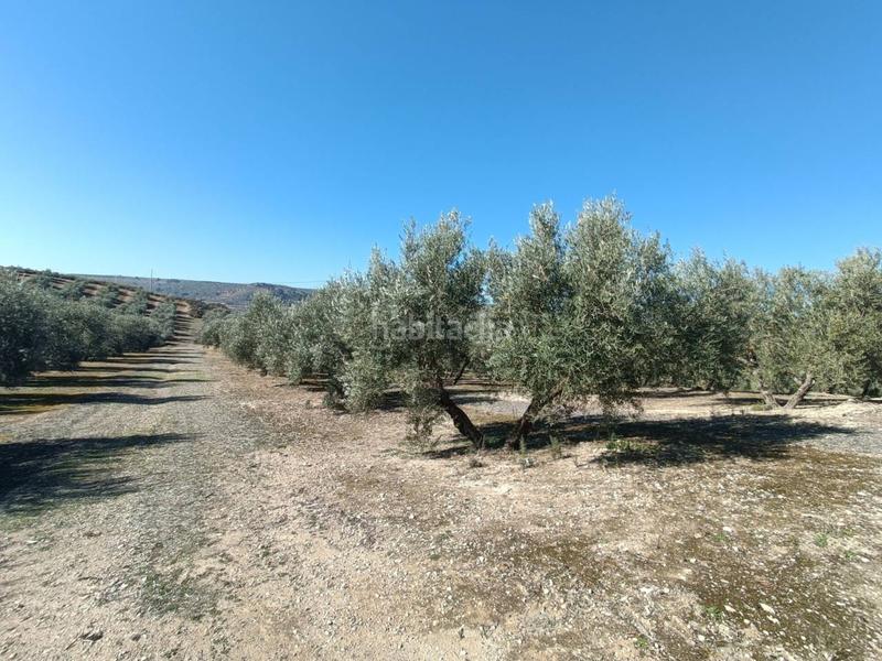 Foto df918bda-42ba-46ce-b9d3-910875d60256. Finca rústica a Moraleda de Zafayona