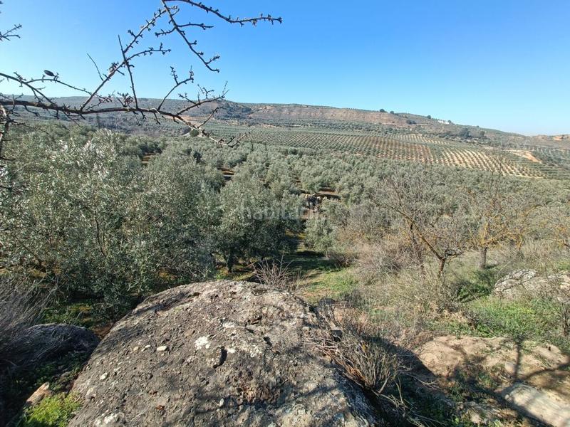 Foto ef670daf-6506-41e2-b7d7-067117a1b483. Finca rústica a Moraleda de Zafayona