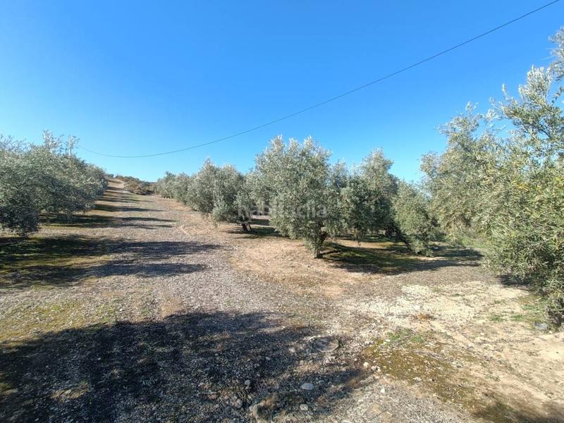 Foto f070d3f6-7ffe-473e-aeea-0520488724cd. Finca rústica a Moraleda de Zafayona