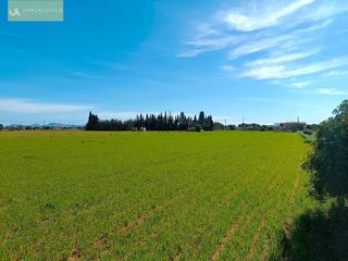 Finca rústica a Sa Pobla. Parcela con agua y luz