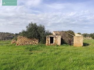 Country house in Santa Margalida Poble. Finca rústica edificable