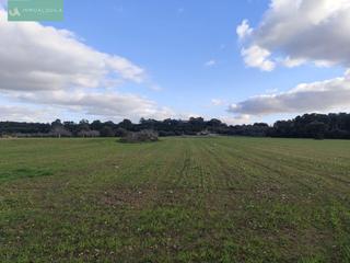 Residential Plot in Sineu. Finca edificable