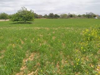 Residential Plot in Can Picafort. Solar industrial a la venta en la zona norte de mallorca