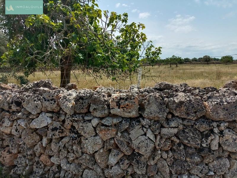 Foto 58799586-2d61-4e32-a7b7-57fdcd971a45. Terreno residencial finca edificable con proyecto en Santa Margalida