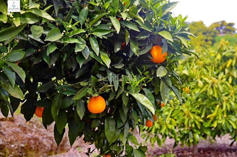 Foto 2743bac4-e3ef-41ac-a2f7-8490de267823. Casa amb aparcament a Carratraca