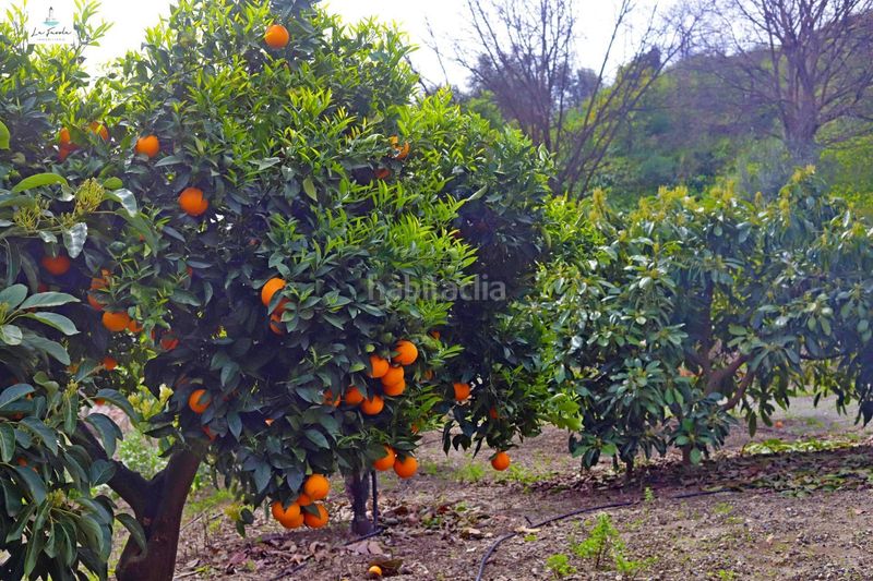 Foto e13448ad-611a-487f-9d47-3df9f2cf10ee. Casa amb aparcament a Carratraca