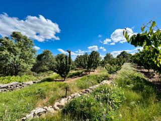 Finca rústica  Avenida del castañar. Finca tardía de cerezos en la sierra del rebollar,  valle del je