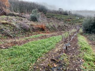 Finca rústica a Calle olivo 22. Venta de fincas en barrado