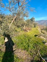 Finca rústica a N/a. Venta de finca de cerezos y olivos en el torno. valle del jerte