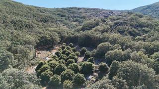 Finca rústica a Calle nueva 5. Finca de castaños en garganta la olla