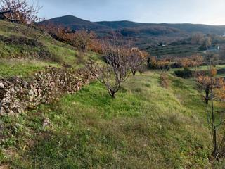 Finca rústica a N/a. Venta de finca de cerezo en navaconcejo. el valle del jerte