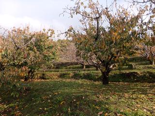 Finca rústica a N/a