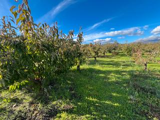 Rural plot in Avenida de la constitución 108