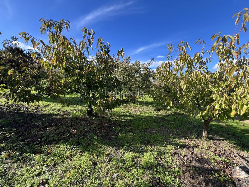 Foto 0058a710-ea45-4101-8e5d-cb0b14cf17d4. Finca rústica a avenida de la constitución 108 a Jaraíz de la Vera