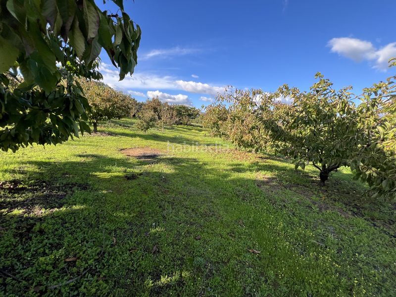 Foto 1b86ad36-ae43-4211-ac76-739747be62e8. Finca rústica a avenida de la constitución 108 a Jaraíz de la Vera