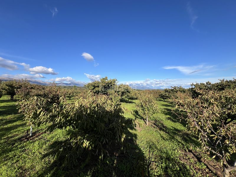 Foto 226d4af0-8453-4dc3-ad28-eab7549913f6. Finca rústica a avenida de la constitución 108 a Jaraíz de la Vera