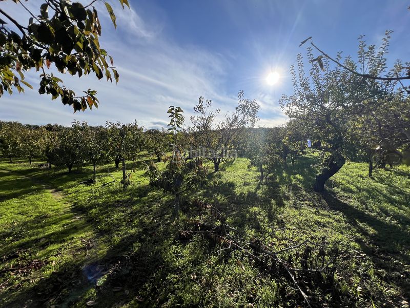 Foto 2288bad5-3e02-449a-b0dd-e3d6572e2bfd. Finca rústica a avenida de la constitución 108 a Jaraíz de la Vera