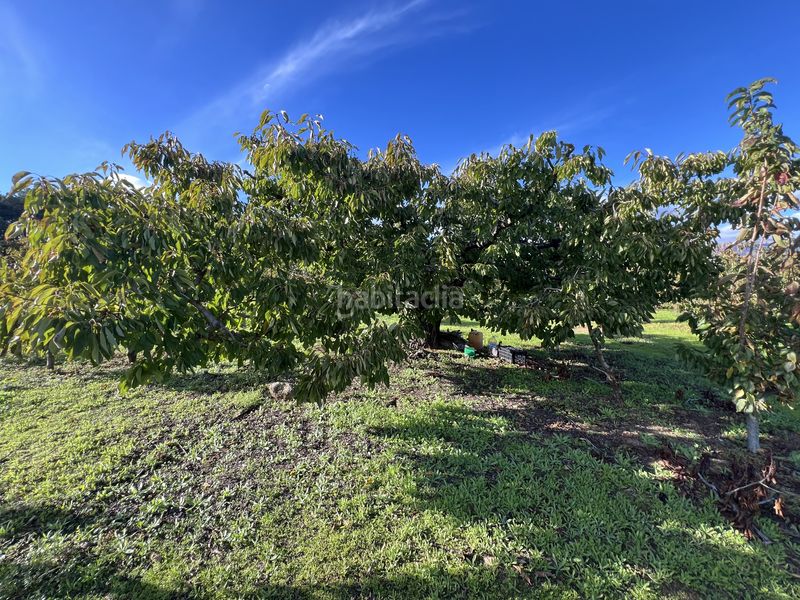 Foto 2b8f2336-07b6-4c31-ad95-43d7e6bc723a. Finca rústica a avenida de la constitución 108 a Jaraíz de la Vera