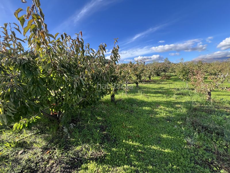 Foto 4792518f-76fb-4298-a670-89c6f39b756e. Finca rústica a avenida de la constitución 108 a Jaraíz de la Vera