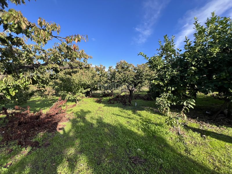 Foto 62edf1ab-aafc-4b5d-b643-3b2d9be10dec. Finca rústica a avenida de la constitución 108 a Jaraíz de la Vera