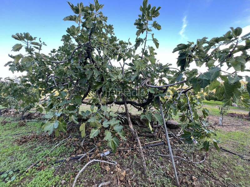 Foto 85c6ed03-465b-4c21-addf-71f15cd59f71. Finca rústica a avenida de la constitución 108 a Jaraíz de la Vera