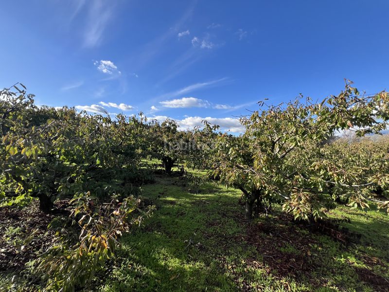 Foto 8e517e8f-3c1a-42c1-869e-adb928db6194. Finca rústica a avenida de la constitución 108 a Jaraíz de la Vera