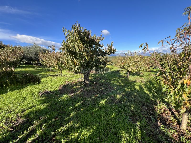 Foto c00f0d80-1824-4441-ba46-f28a6e84153c. Finca rústica a avenida de la constitución 108 a Jaraíz de la Vera