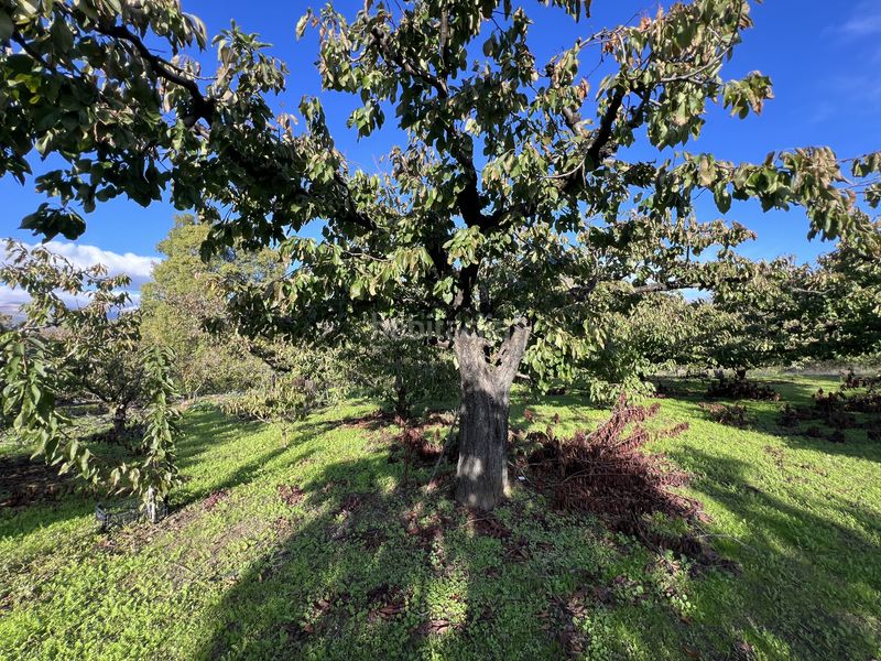 Foto cd51f034-627c-400e-9ce9-635dcca9533c. Finca rústica a avenida de la constitución 108 a Jaraíz de la Vera