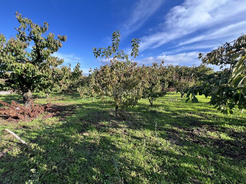 Foto d485589a-61a7-4e7d-ae9d-bb7e6946689b. Finca rústica a avenida de la constitución 108 a Jaraíz de la Vera