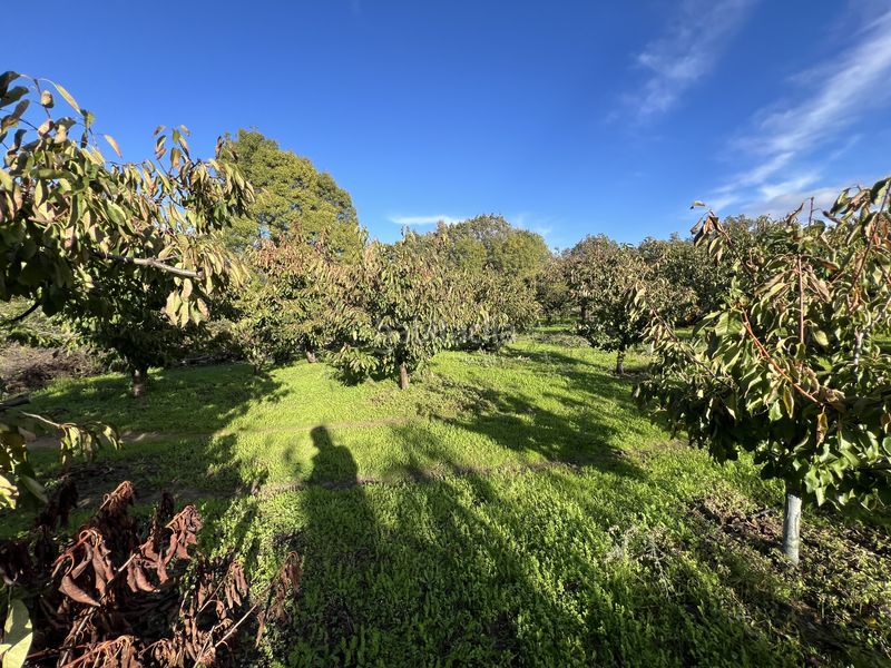 Foto d4acaf99-e0c4-4194-a2dc-de4e689e701f. Finca rústica a avenida de la constitución 108 a Jaraíz de la Vera