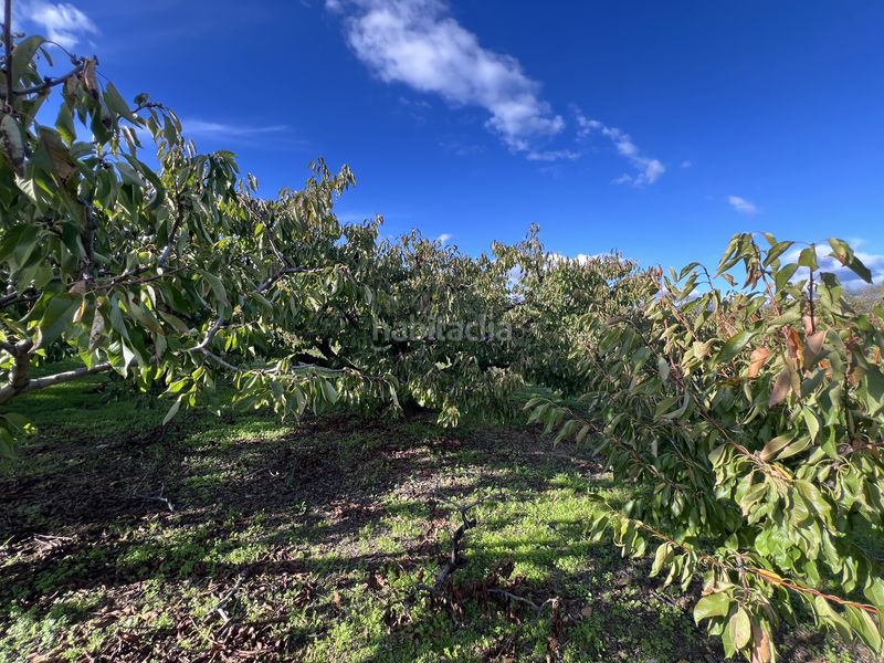 Foto ecfc678a-d2e2-4393-bf62-946030ed380d. Finca rústica a avenida de la constitución 108 a Jaraíz de la Vera