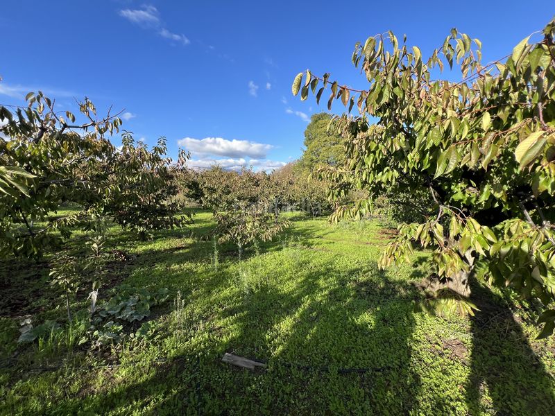 Foto f7cf44cd-b373-4b1e-b272-9b9cffb47c54. Finca rústica a avenida de la constitución 108 a Jaraíz de la Vera