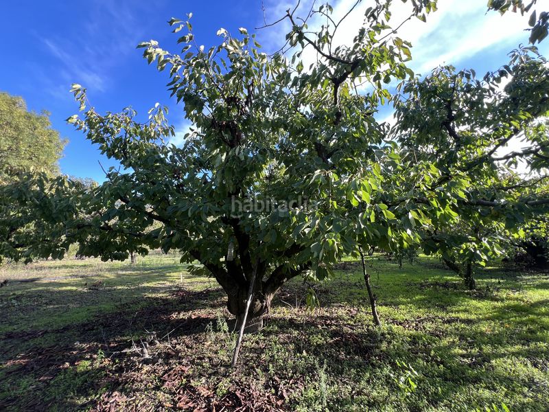 Foto fd072319-86a8-4d8a-9b8d-6e53ed1f4f06. Finca rústica a avenida de la constitución 108 a Jaraíz de la Vera