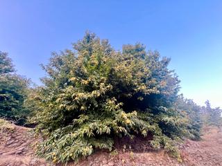 Finca rústica a Calle doradilla 0. Venta de finca de castaños en la vera