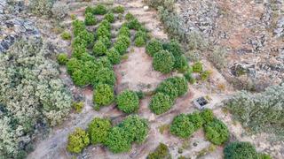 Propriété à Calle doradilla 0. Venta de finca de castaños en la vera