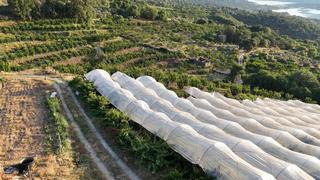 Finca rústica a N/a. Venta de finca de cerezos bajo plástico