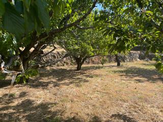 Propriété à Garganta la Olla. Finca de cerezos tardíos, con casa de aperos en la sierra de gar